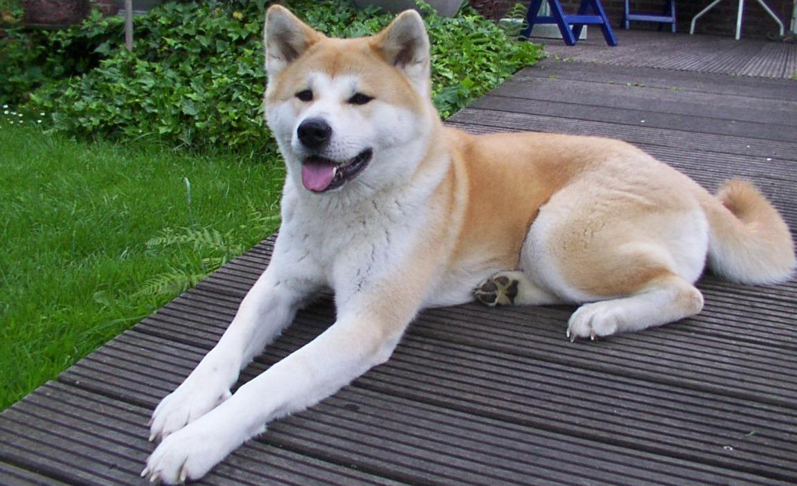 Собака Акита-Ину
